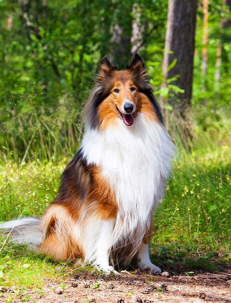 doggy big|15 Popular Large Dog Breeds (With Pictures) .